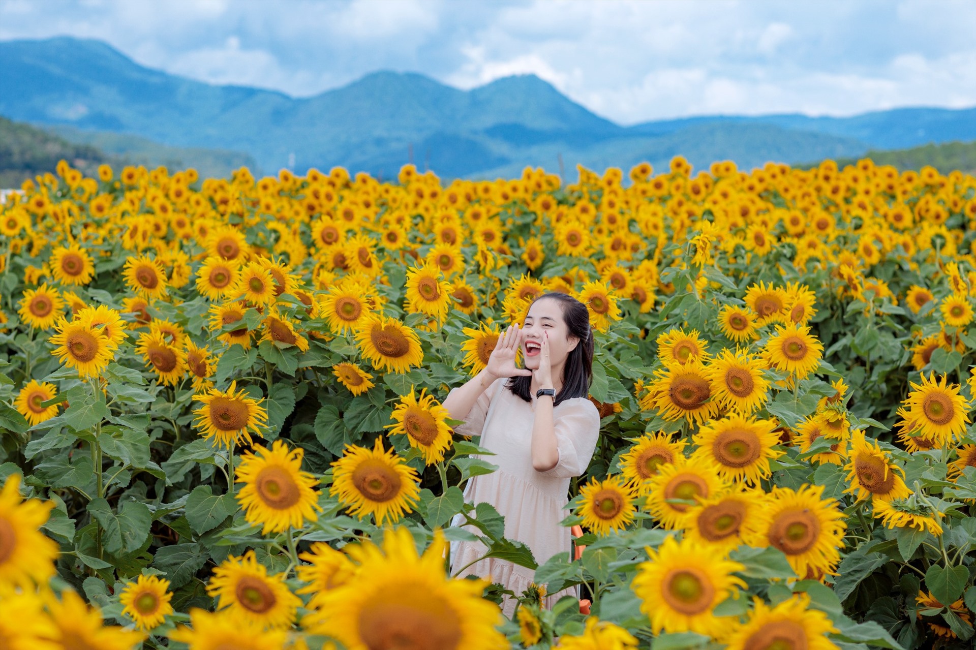 dan ong phai dep canh dong hoa huong duong
